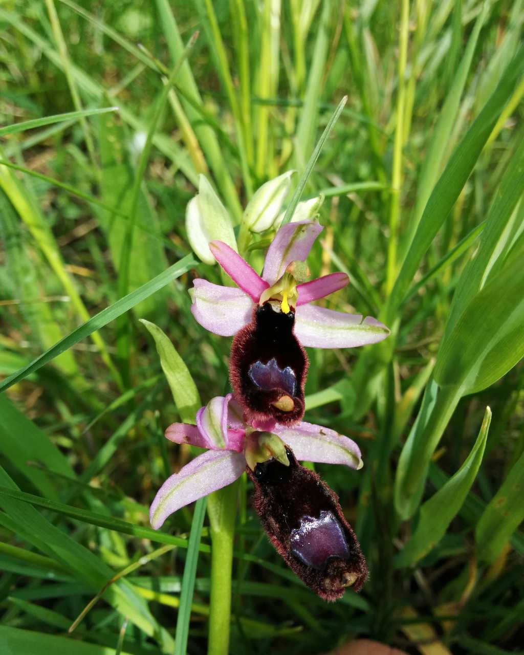 Ophrys bertolonii subsp. benacensis